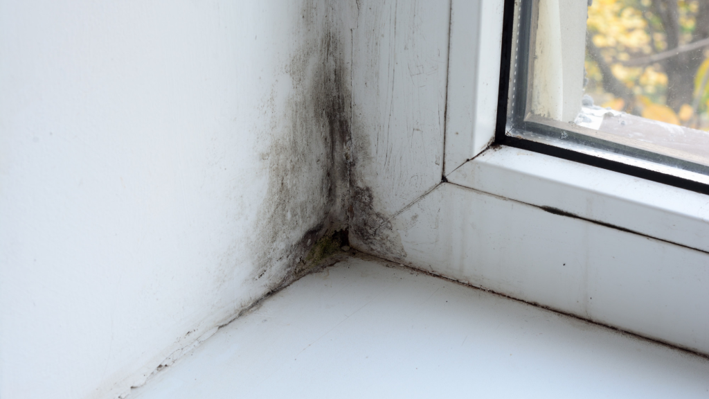 Mold in the corner by the window