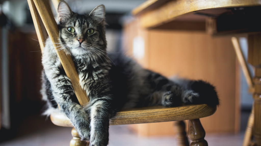 Gray cat lying on a wooden dining chair